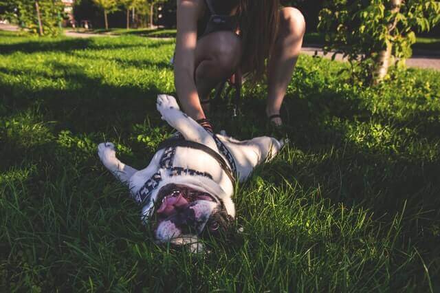 4 dicas para manter seu cão livre de dor 