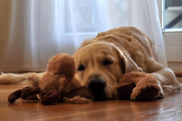 5 sinais que o seu cão está estressado (e como aliviar o estresse)