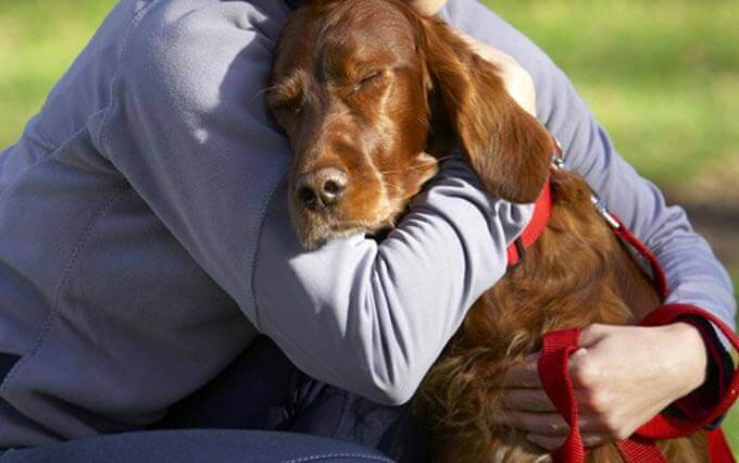 6 Sinais que o seu Cachorro te Ama 