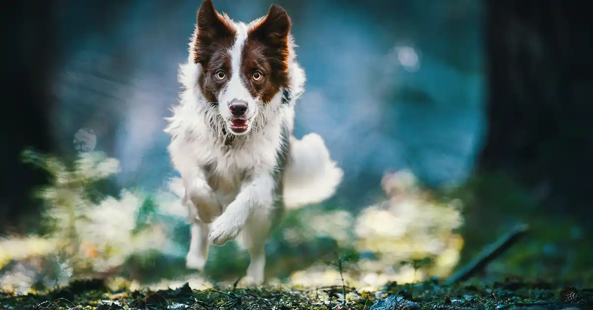 7 SINAIS de que um CÃO está TRISTE