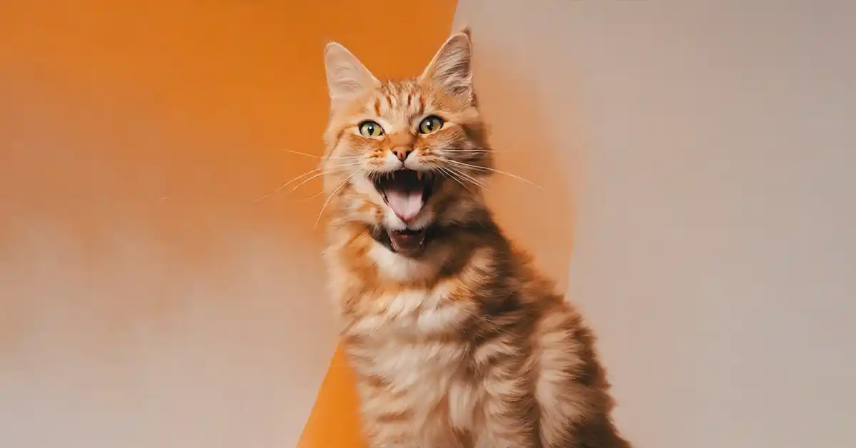 7 vocalizações comuns de gatos e o que elas significam