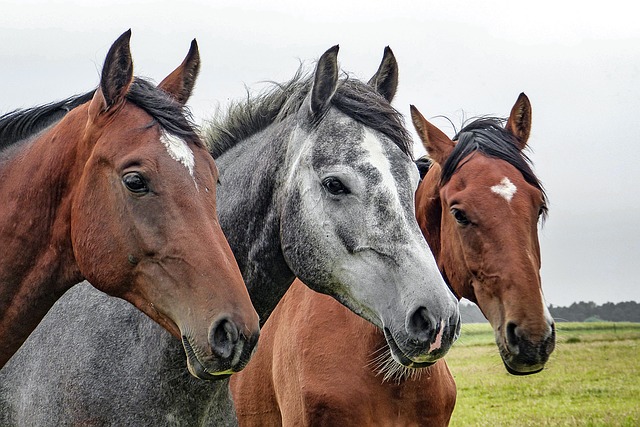 Abscesso em Cavalos