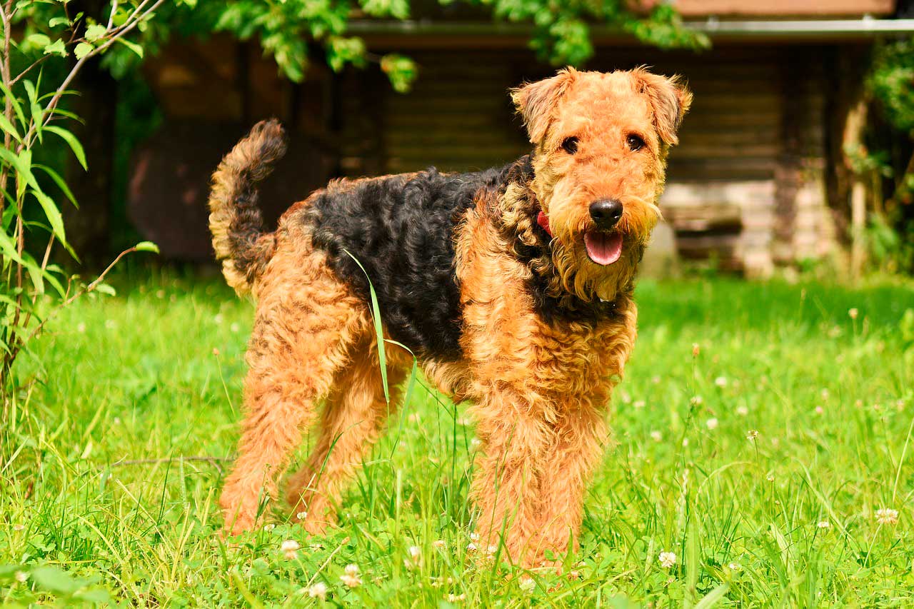 Airedale terrier | Infecções de pele