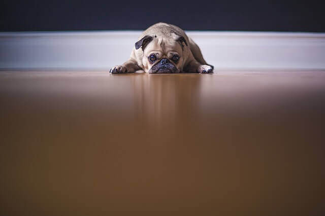 Ajudando o seu cão através do luto e depressão