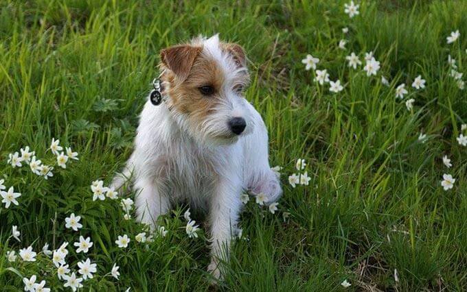 Alergias em Cães