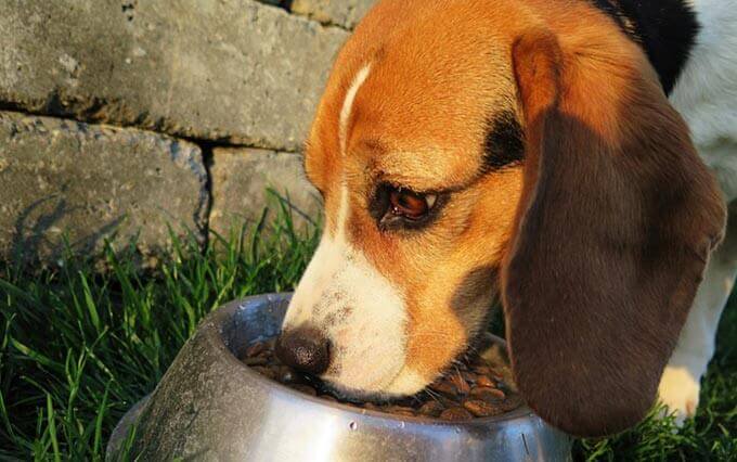 Alimentação Para o cachorro após doença grave, acidentes e cirurgia 