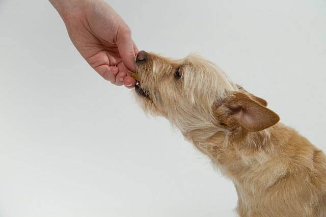 7 Alimentos que o seu cão nunca deve comer