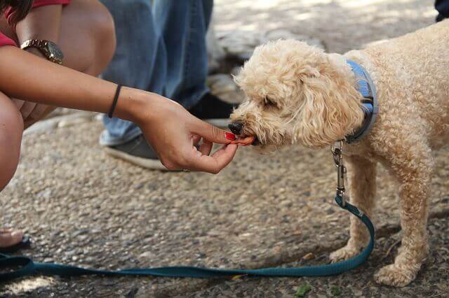 Alimentos para cães com Doença Renal