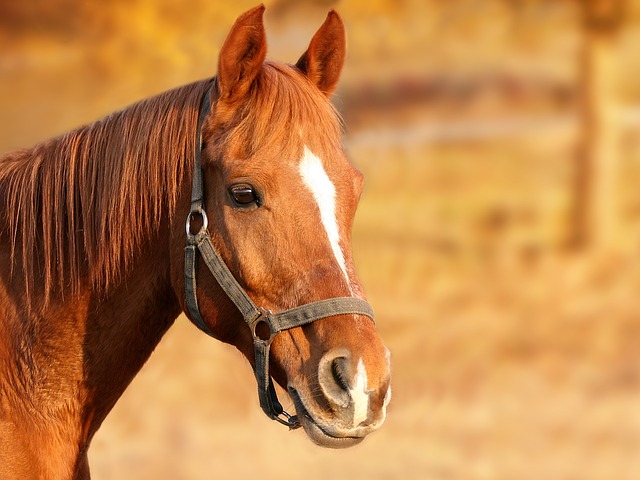 Aneurisma em Cavalos