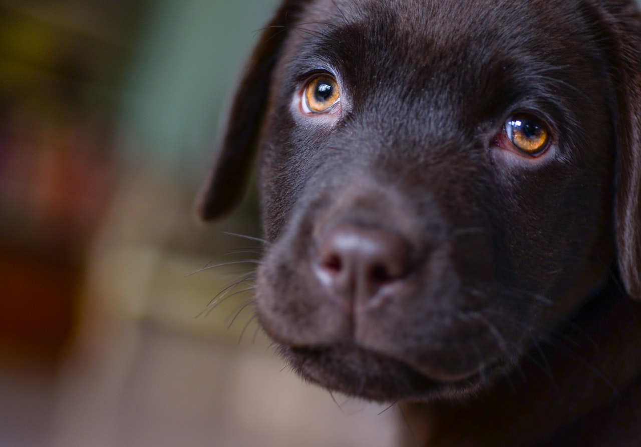 Animais de estimação com câncer | Pode fazer exercício?