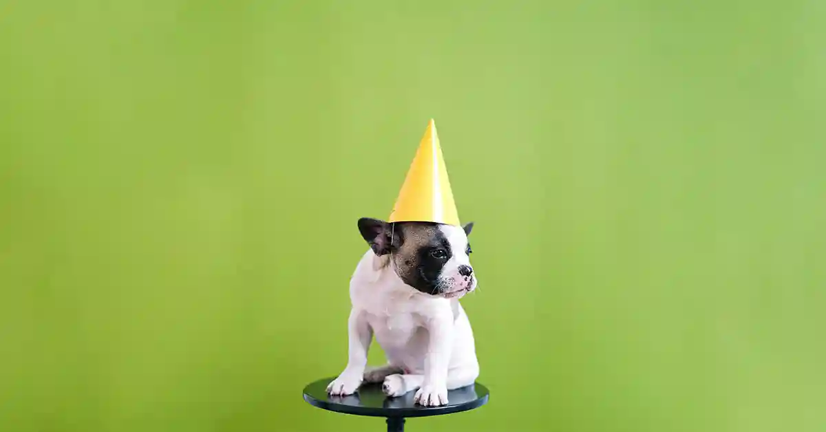 Aniversário para Cães: Como fazer uma Festa de Aniversário [ O GUIA ]