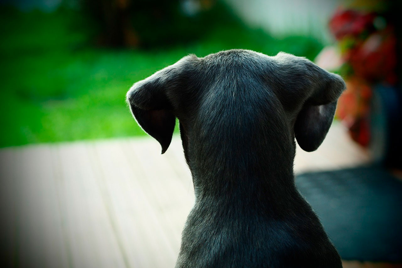 Ansiedade de separação | Cane Corso