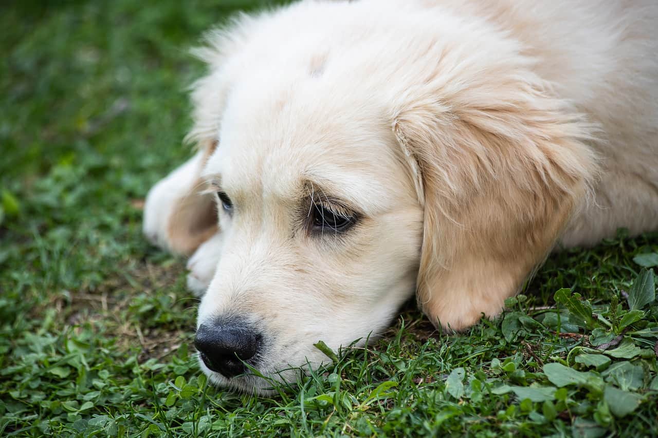 Ansiedade de separação | Golden Retriever