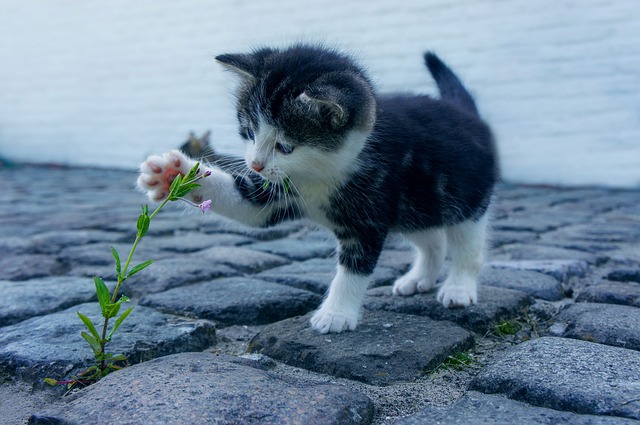 Ansiedade e Distúrbios Compulsivos em Gatos