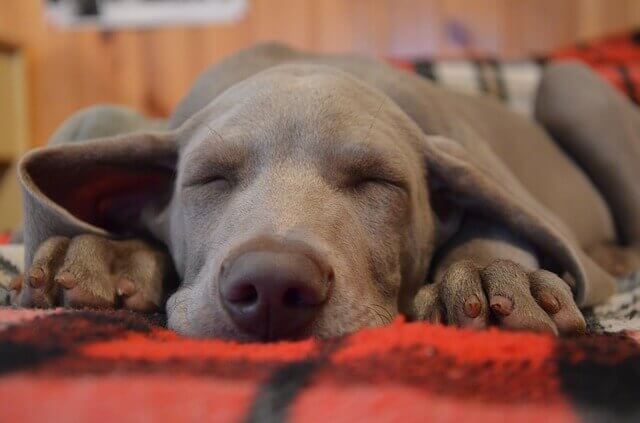 Ansiedade em Weimaraners