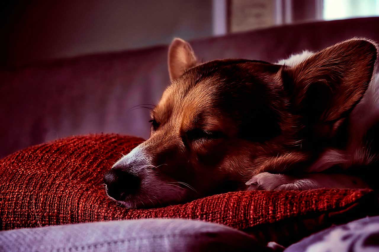 Ansiedade Noturna em Cães 