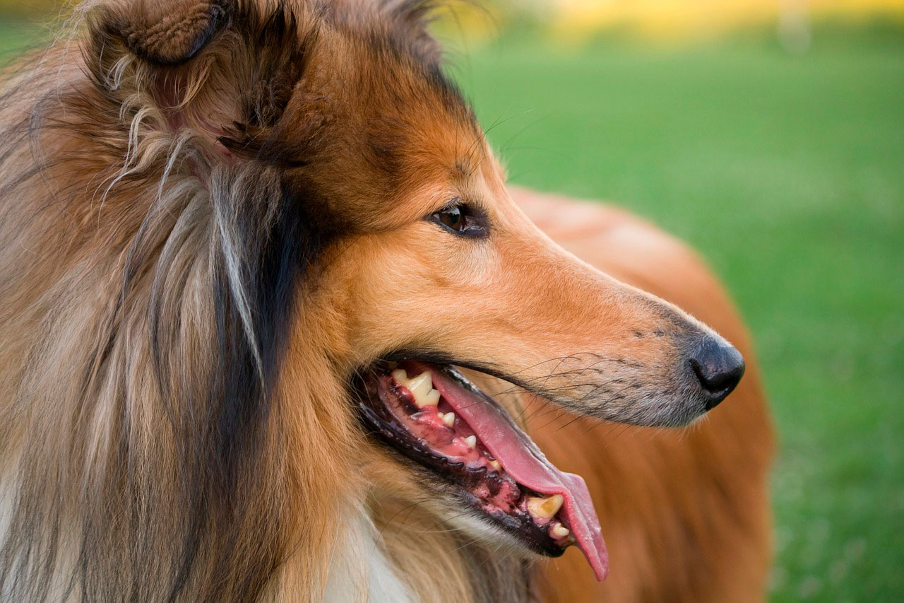 Ansiedade de separação | Rough collie