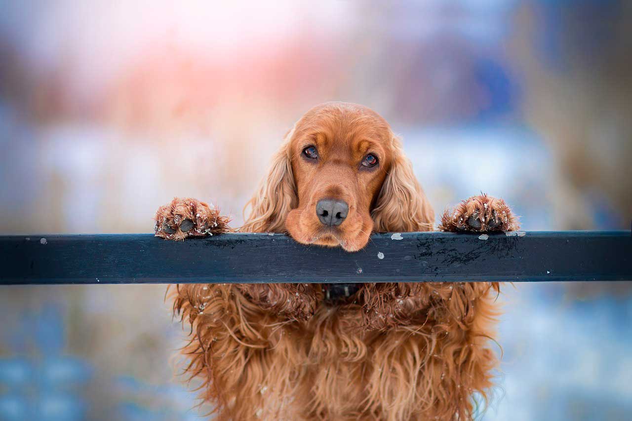 Ansiedade de Separação em Cocker Spaniel