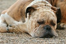 Como Tratar Artrite em Cães