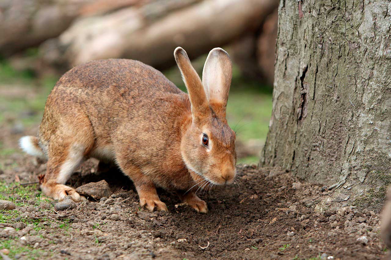 Artrite por Infecção Bacteriana em Coelhos