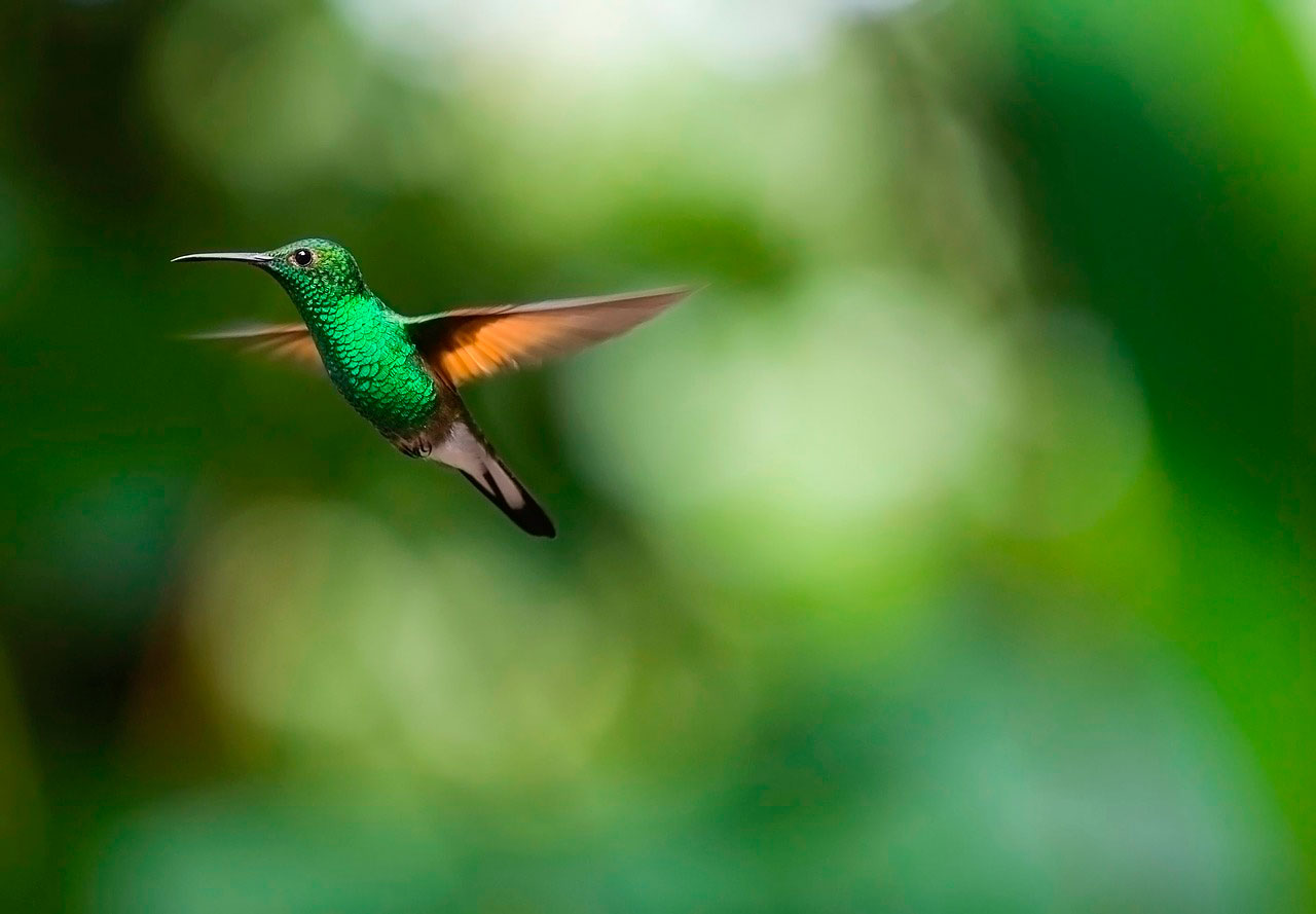 Aves | Doenças comuns 