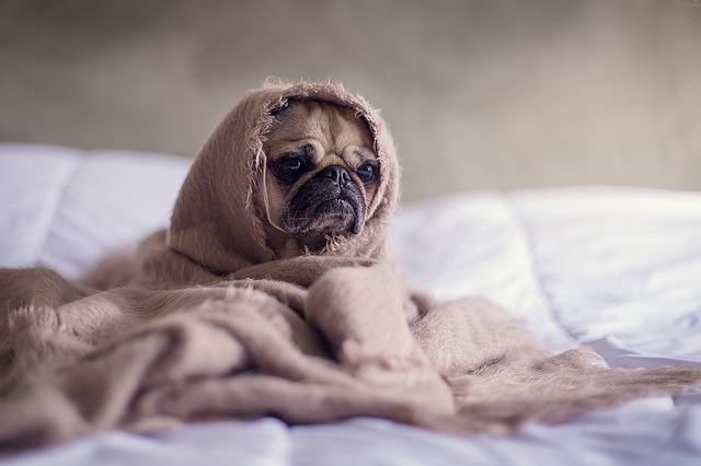 Baixa temperatura corporal em cães