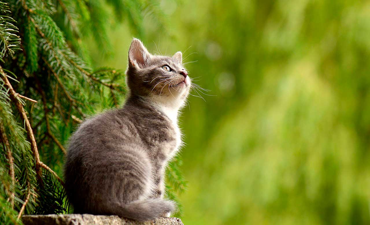 Barriga inchada em gato