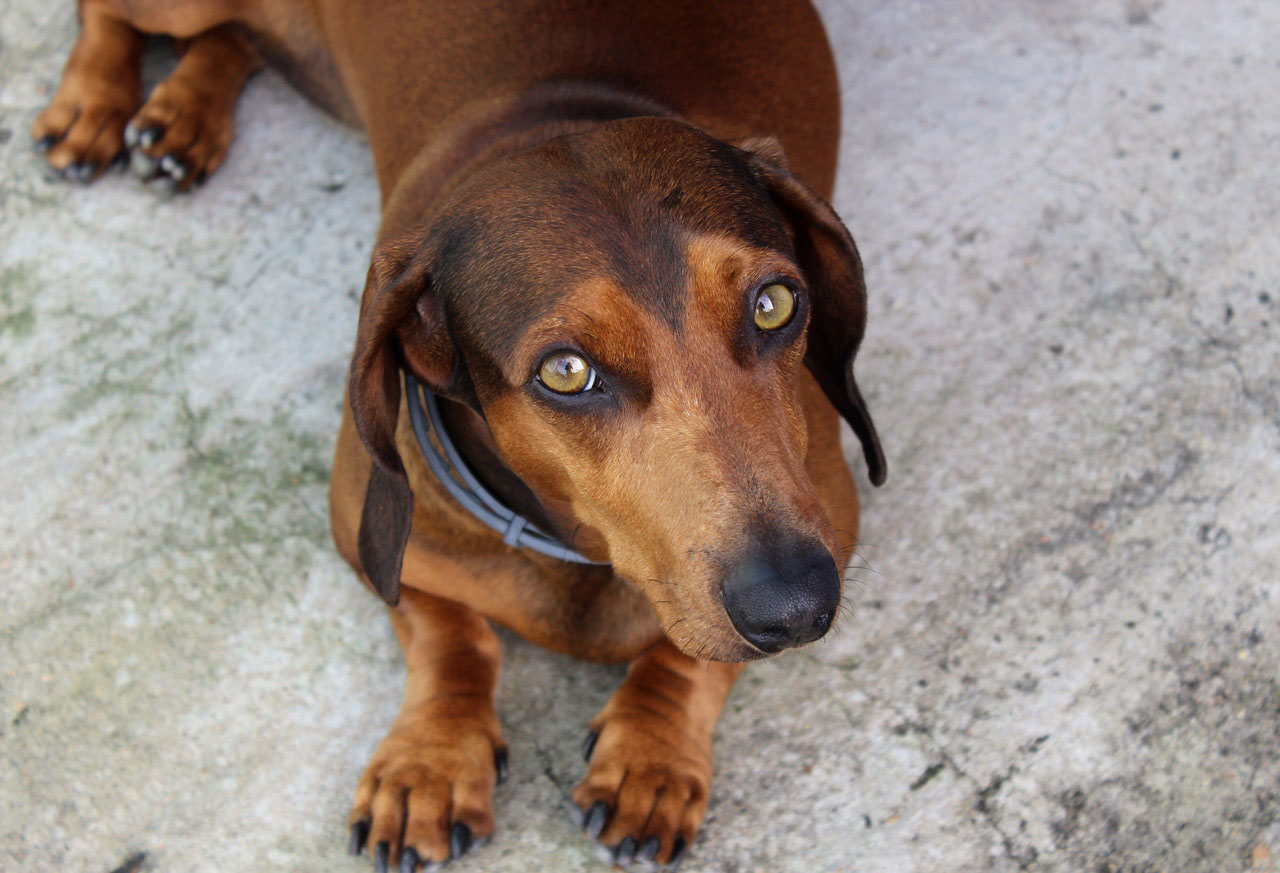 Os basset hounds têm problemas nas costas?