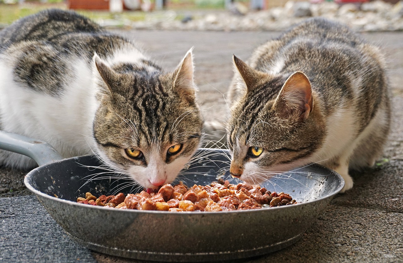 Alimento de gato Super Premium | Benefícios