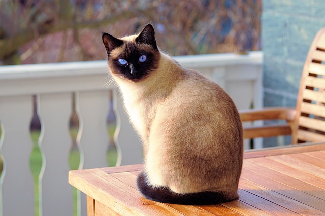 Benefícios de castrar um gato