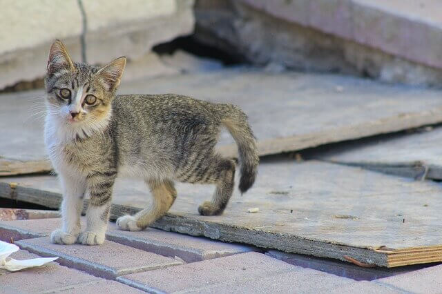 Blastomicose em gatos