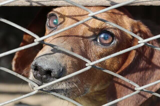 Bordetella em cães | sintomas e tratamento para a tosse do canil