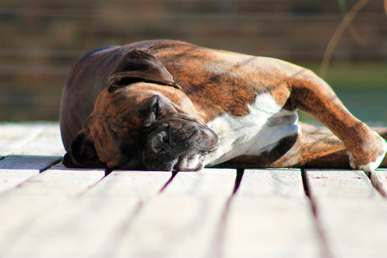 Boxer | Causas de Coceira na Pele