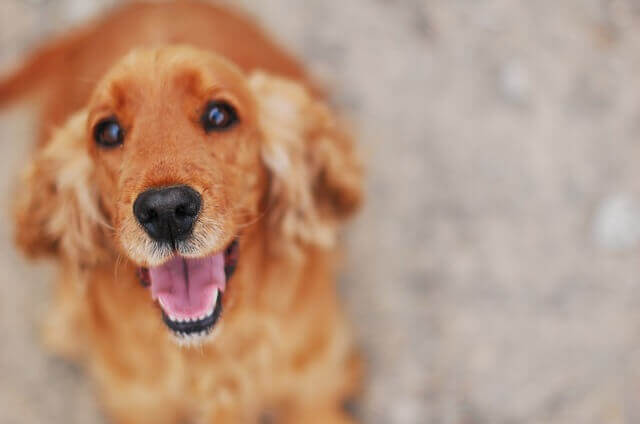 Bronquiectasias em cães - Brônquios estreitos em cães