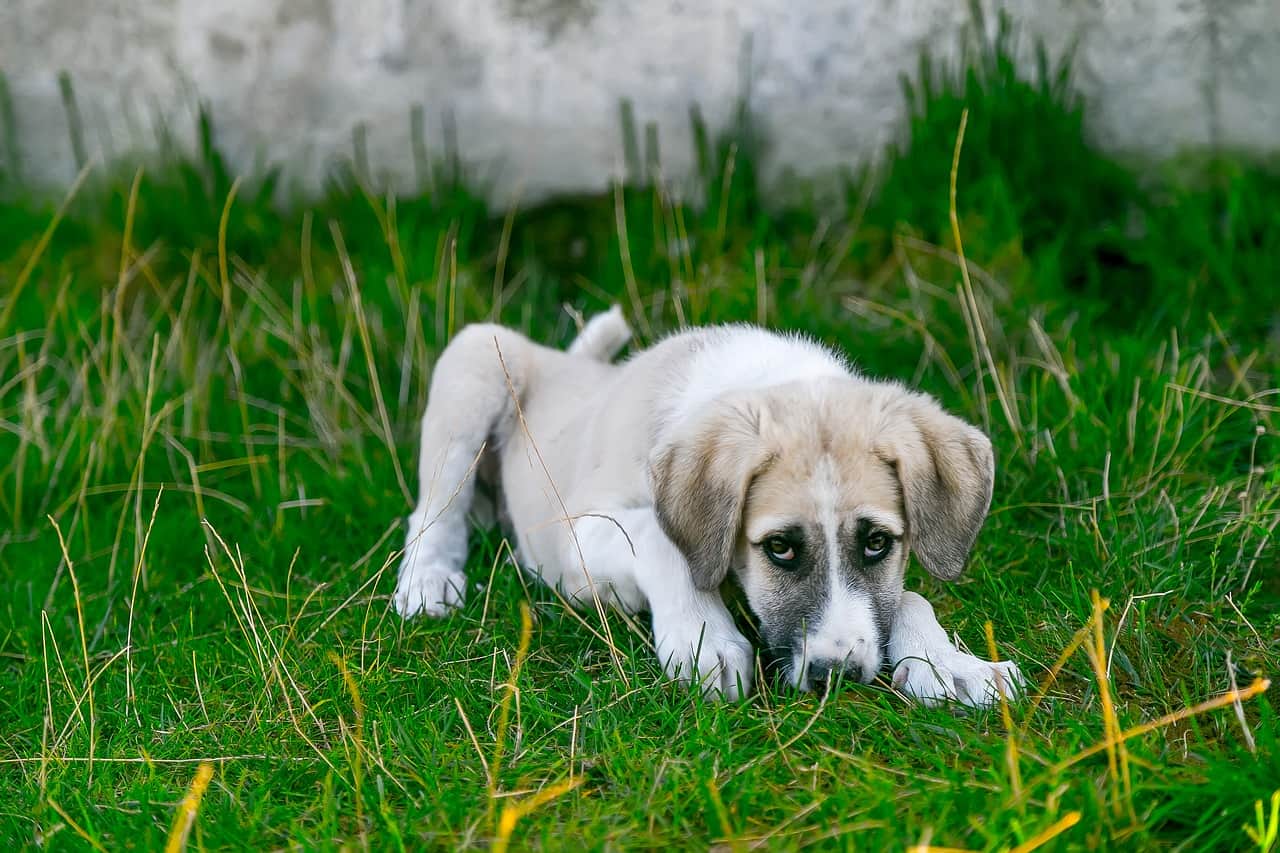 Brucelose em cães | Causas, Sintomas e Tratamento