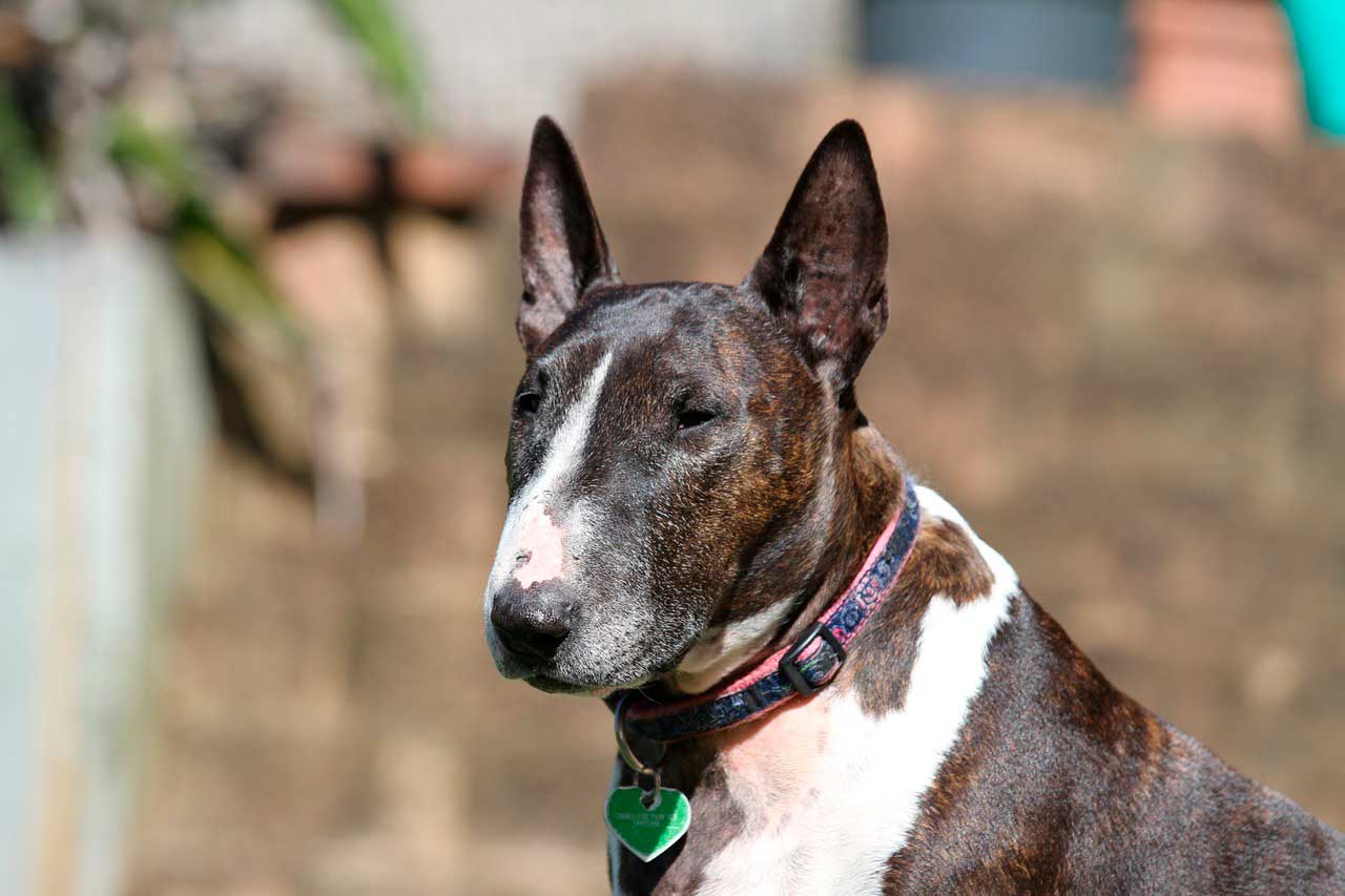 Bull terrier | Doença Cardíaca