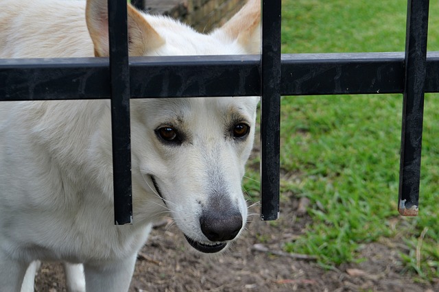 Cachorro com medo de homem