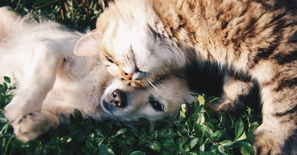 Cachorro e Gato Juntos em Harmonia | O GUIA