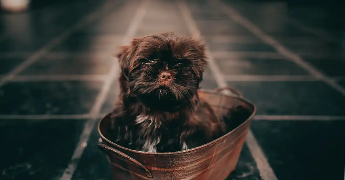 Cachorro filhote pode tomar banho?