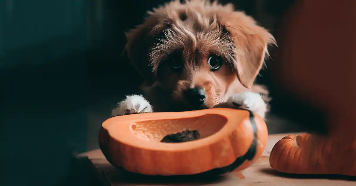 Cachorro pode comer abóbora?
