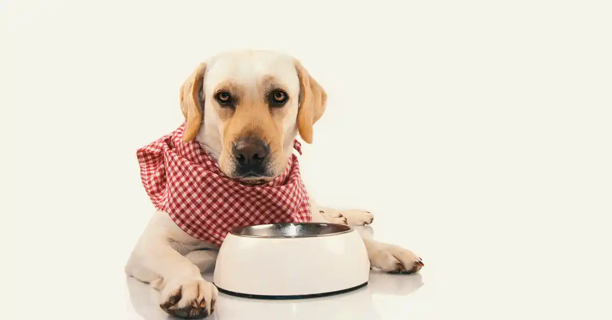 Cachorro pode comer Feijão?