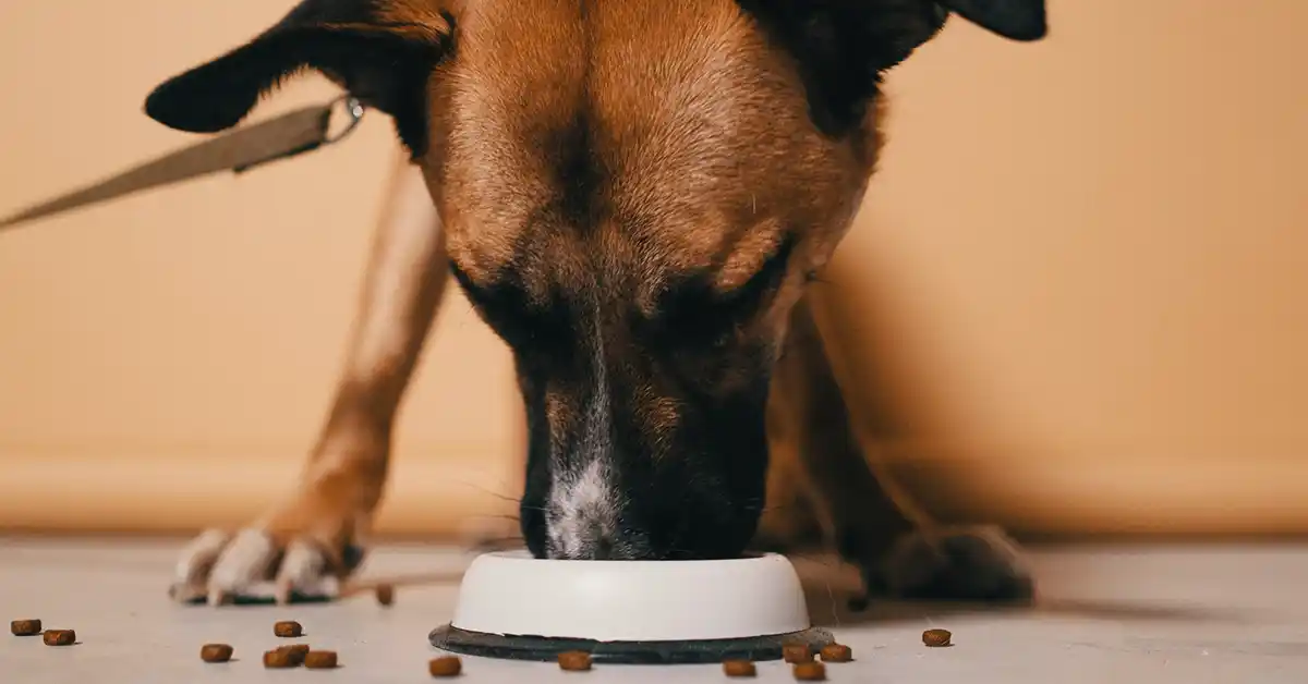 Cachorro pode comer Ração de Gato?