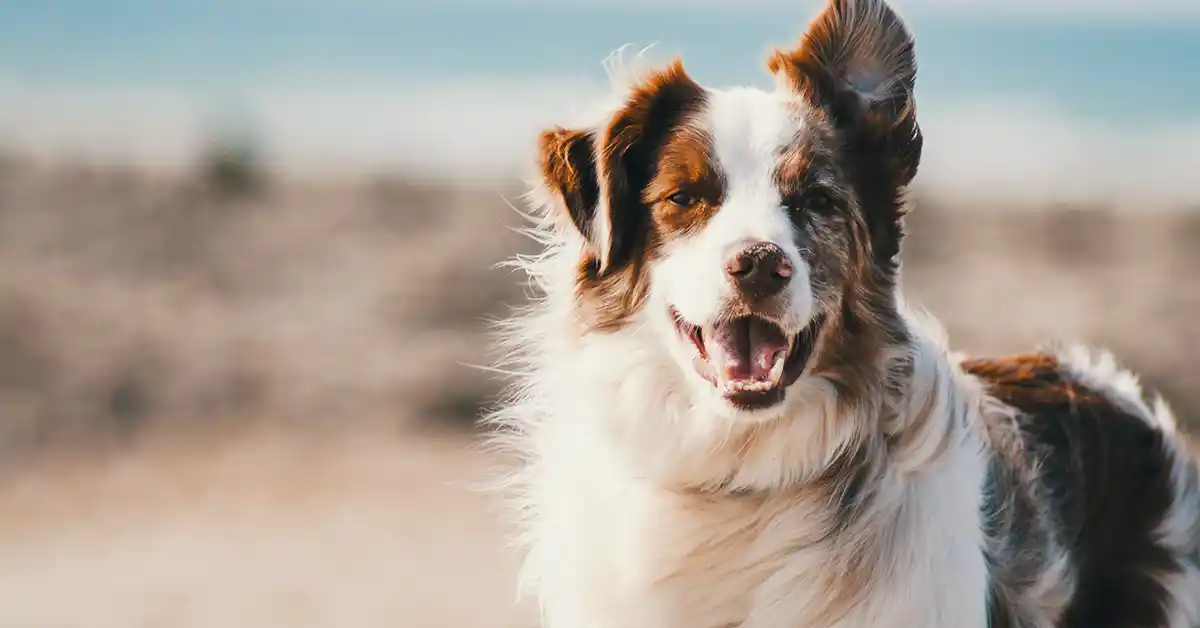 Cachorro pode fazer inalação?