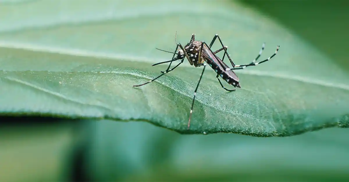 Cachorro pode pegar Dengue?