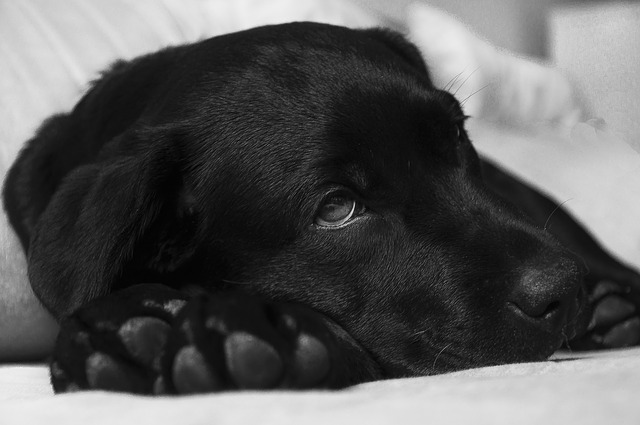 Cachorro pode ter dor de cabeça