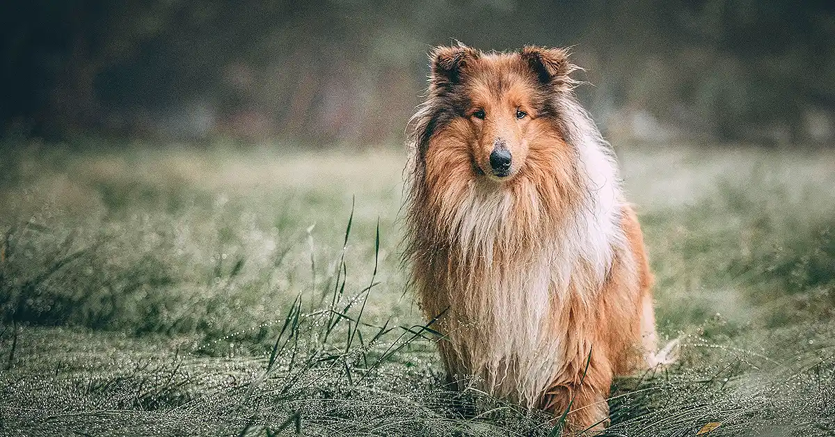 Cachorro pode tomar Enterogermina?