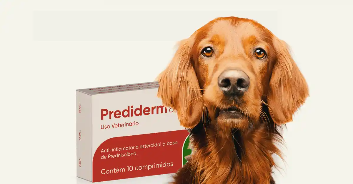 Cachorro pode tomar Prediderm?