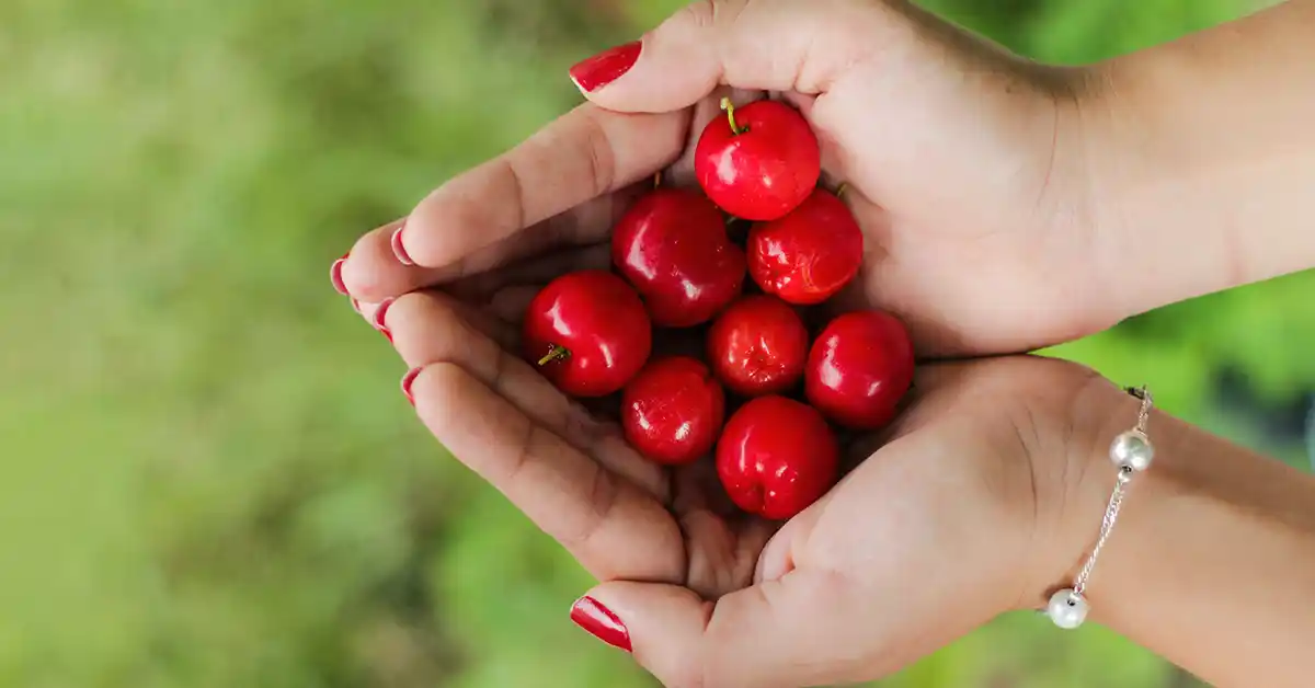 Cachorro pode tomar Acerola?