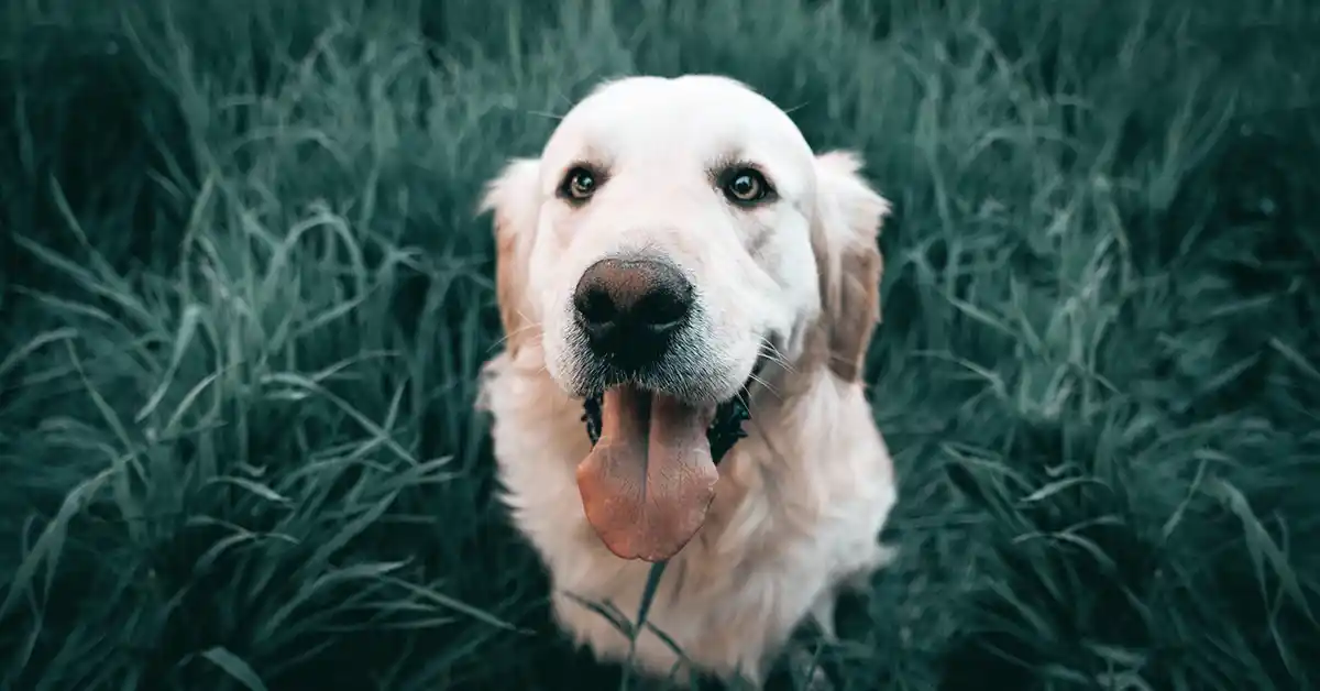 Cachorro pode tomar Alprazolam?