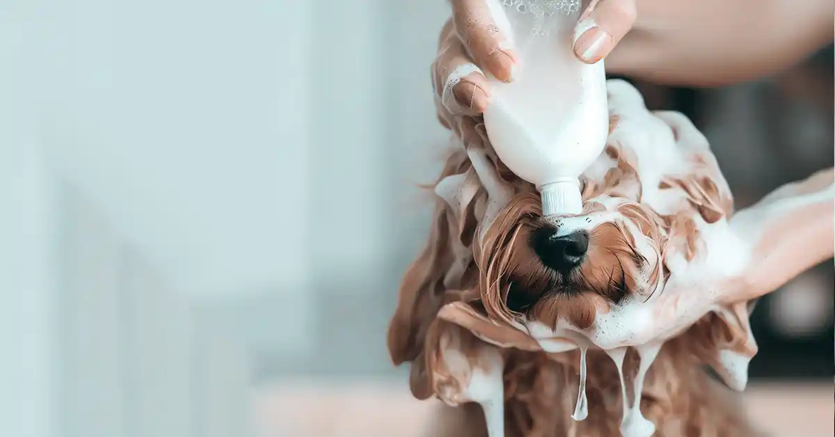 Cachorro pode tomar banho com Shampoo de humano?